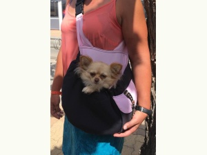 Super cool le sac bandoulière pour le transport du  chien